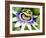 Passion Flower (Passiflora Caerulea)-Adrian Bicker-Framed Photographic Print