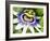 Passion Flower (Passiflora Caerulea)-Adrian Bicker-Framed Photographic Print