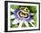 Passion Flower (Passiflora Caerulea)-Adrian Bicker-Framed Photographic Print