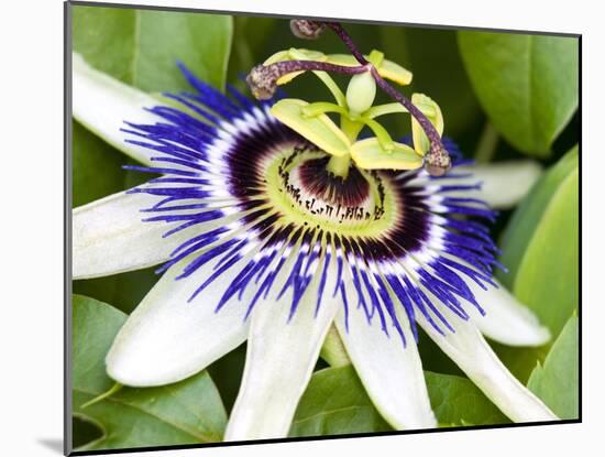Passion Flower (Passiflora Caerulea)-Adrian Bicker-Mounted Photographic Print