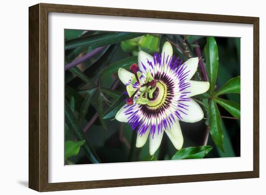 Passion Flower (Passiflora Sp.)-Kaj Svensson-Framed Photographic Print