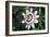 Passion Flower (Passiflora Sp.)-Kaj Svensson-Framed Photographic Print