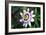 Passion Flower (Passiflora Sp.)-Kaj Svensson-Framed Photographic Print