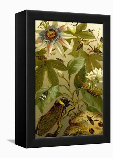 Passion Flower with Insects-F.W. Kuhnert-Framed Stretched Canvas