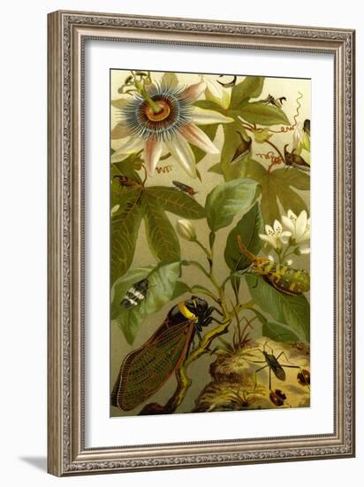 Passion Flower with Insects-F.W. Kuhnert-Framed Art Print