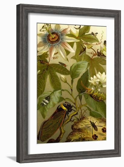 Passion Flower with Insects-F.W. Kuhnert-Framed Art Print