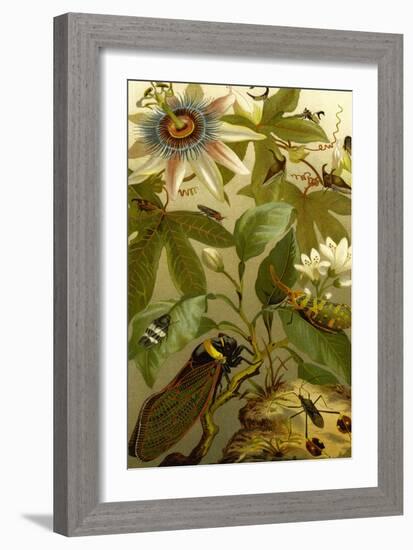 Passion Flower with Insects-F.W. Kuhnert-Framed Art Print