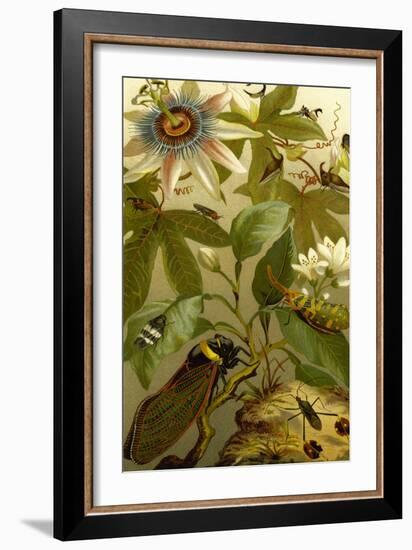 Passion Flower with Insects-F.W. Kuhnert-Framed Art Print