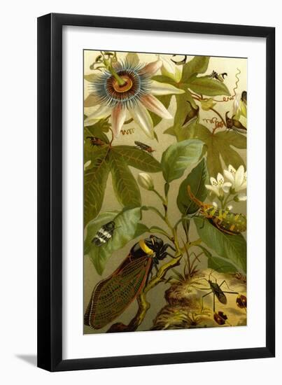 Passion Flower with Insects-F.W. Kuhnert-Framed Art Print