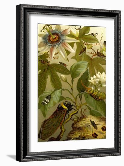 Passion Flower with Insects-F.W. Kuhnert-Framed Art Print