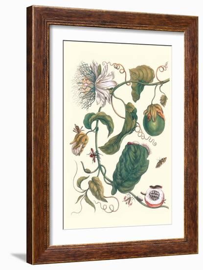 Passion Flower with Leaf-Footed Plant Bug-Maria Sibylla Merian-Framed Premium Giclee Print