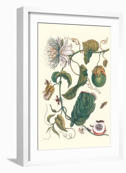 Passion Flower with Leaf-Footed Plant Bug-Maria Sibylla Merian-Framed Premium Giclee Print