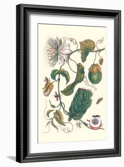 Passion Flower with Leaf-Footed Plant Bug-Maria Sibylla Merian-Framed Premium Giclee Print