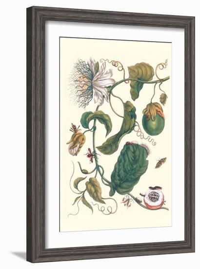 Passion Flower with Leaf-Footed Plant Bug-Maria Sibylla Merian-Framed Art Print