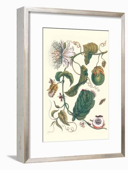 Passion Flower with Leaf-Footed Plant Bug-Maria Sibylla Merian-Framed Art Print