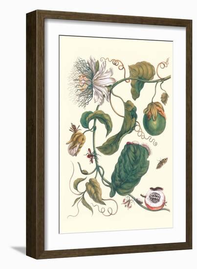 Passion Flower with Leaf-Footed Plant Bug-Maria Sibylla Merian-Framed Art Print