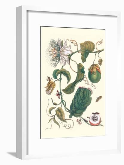 Passion Flower with Leaf-Footed Plant Bug-Maria Sibylla Merian-Framed Art Print