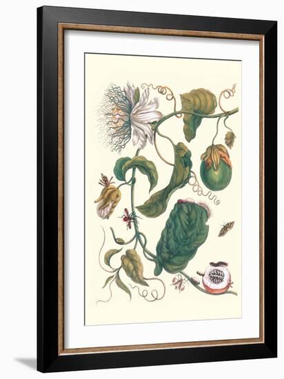 Passion Flower with Leaf-Footed Plant Bug-Maria Sibylla Merian-Framed Art Print