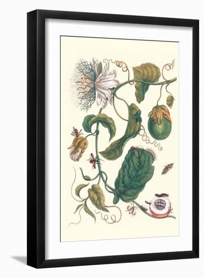Passion Flower with Leaf-Footed Plant Bug-Maria Sibylla Merian-Framed Art Print