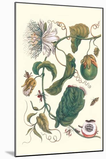 Passion Flower with Leaf-Footed Plant Bug-Maria Sibylla Merian-Mounted Art Print