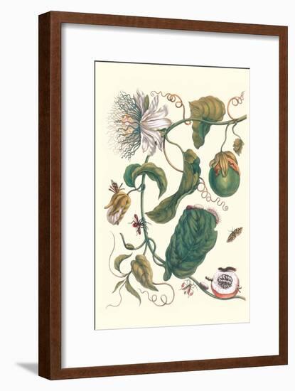 Passion Flower with Leaf-Footed Plant Bug-Maria Sibylla Merian-Framed Art Print