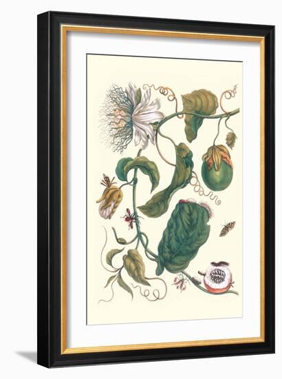 Passion Flower with Leaf-Footed Plant Bug-Maria Sibylla Merian-Framed Art Print