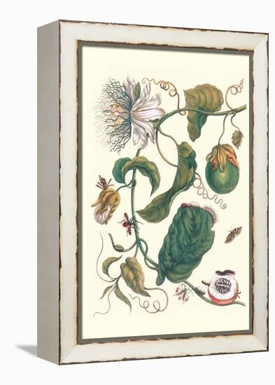 Passion Flower with Leaf-Footed Plant Bug-Maria Sibylla Merian-Framed Stretched Canvas