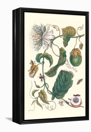 Passion Flower with Leaf-Footed Plant Bug-Maria Sibylla Merian-Framed Stretched Canvas