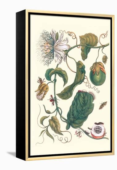 Passion Flower with Leaf-Footed Plant Bug-Maria Sibylla Merian-Framed Stretched Canvas