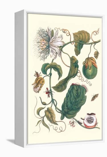 Passion Flower with Leaf-Footed Plant Bug-Maria Sibylla Merian-Framed Stretched Canvas