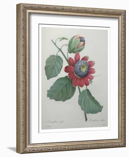 Passion Flower-Pierre-Joseph Redoute-Framed Art Print