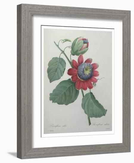 Passion Flower-Pierre-Joseph Redoute-Framed Art Print