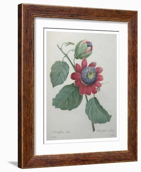 Passion Flower-Pierre-Joseph Redoute-Framed Art Print