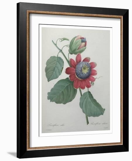 Passion Flower-Pierre-Joseph Redoute-Framed Art Print