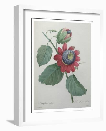 Passion Flower-Pierre-Joseph Redoute-Framed Art Print