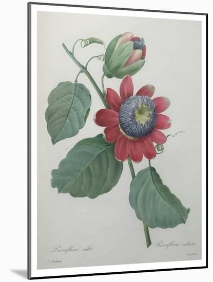 Passion Flower-Pierre-Joseph Redoute-Mounted Art Print