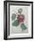 Passion Flower-Pierre-Joseph Redoute-Framed Art Print