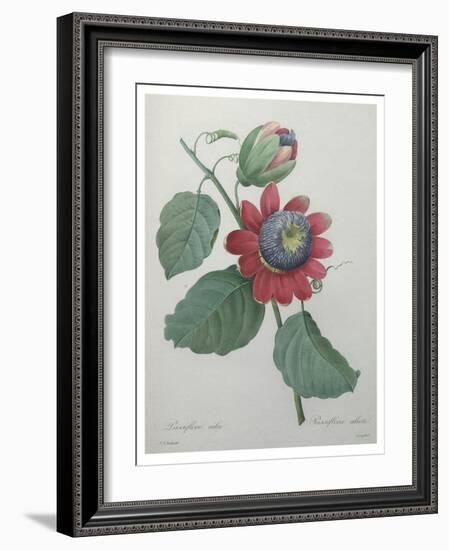 Passion Flower-Pierre-Joseph Redoute-Framed Art Print