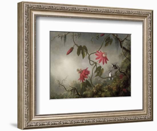 Passion Flowers and Hummingbirds, about 1870-83-Martin Johnson Heade-Framed Art Print