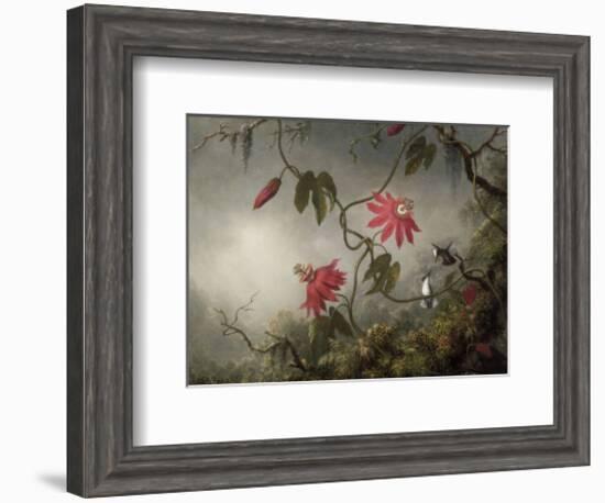 Passion Flowers and Hummingbirds, about 1870-83-Martin Johnson Heade-Framed Art Print