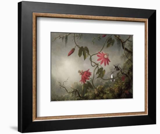 Passion Flowers and Hummingbirds, about 1870-83-Martin Johnson Heade-Framed Art Print