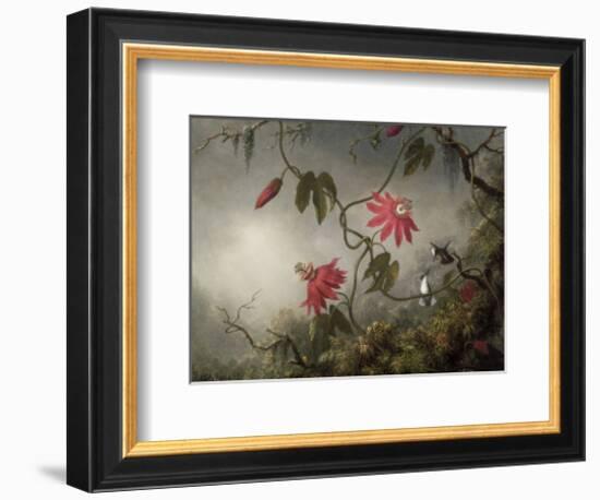Passion Flowers and Hummingbirds, about 1870-83-Martin Johnson Heade-Framed Art Print