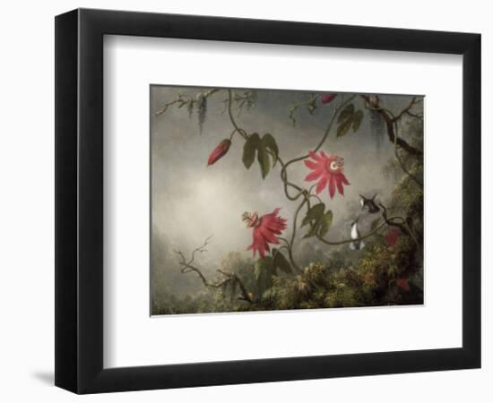 Passion Flowers and Hummingbirds, about 1870-83-Martin Johnson Heade-Framed Art Print