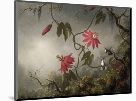Passion Flowers and Hummingbirds, about 1870-83-Martin Johnson Heade-Mounted Art Print