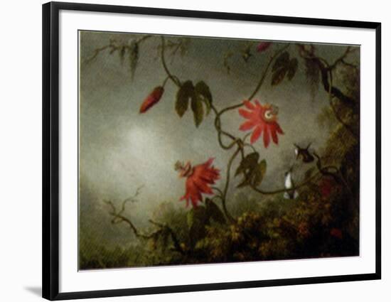 Passion Flowers and Hummingbirds-Martin Johnson Heade-Framed Art Print