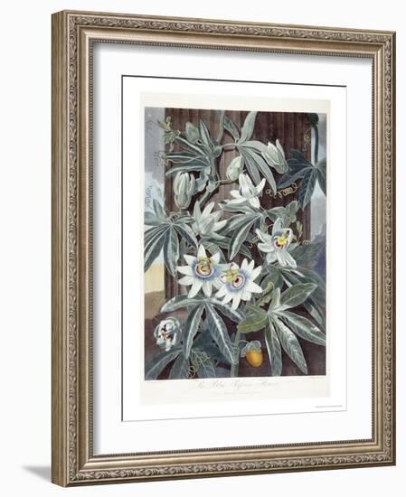 Passion Flowers-Robert John Thornton-Framed Giclee Print