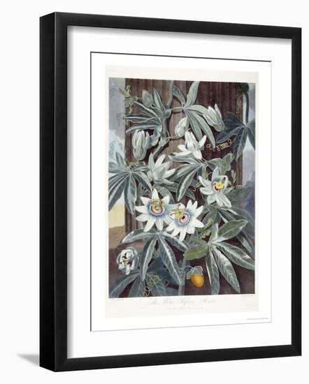 Passion Flowers-Robert John Thornton-Framed Giclee Print