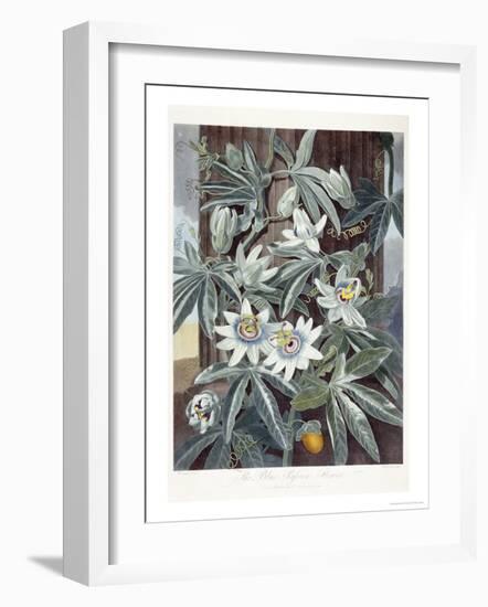 Passion Flowers-Robert John Thornton-Framed Giclee Print