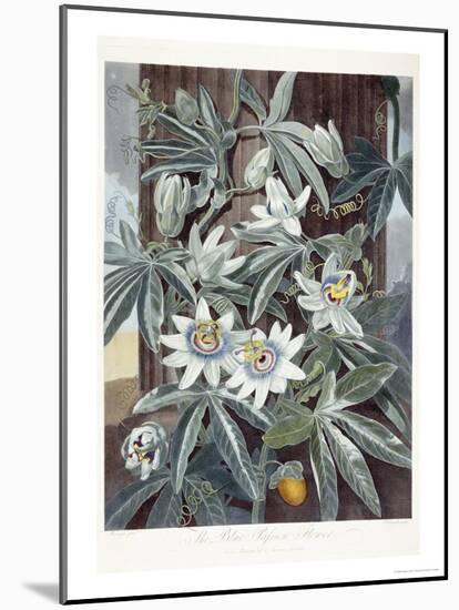 Passion Flowers-Robert John Thornton-Mounted Giclee Print