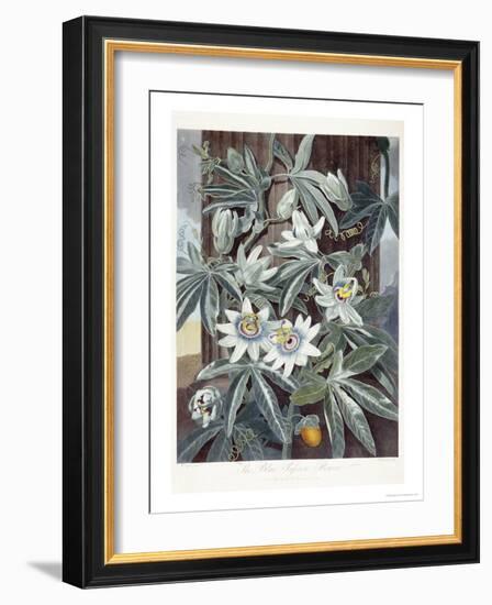 Passion Flowers-Robert John Thornton-Framed Giclee Print